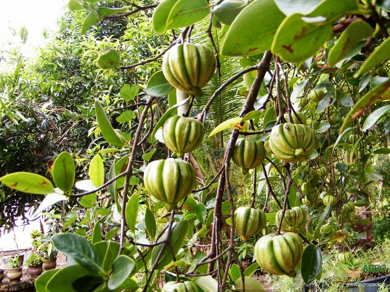 Kudampuli3