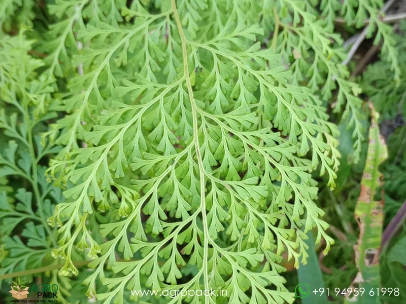 Lace-fern3