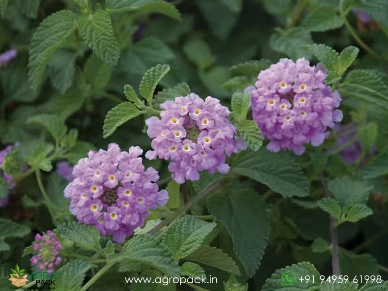 Lantana-Purple1