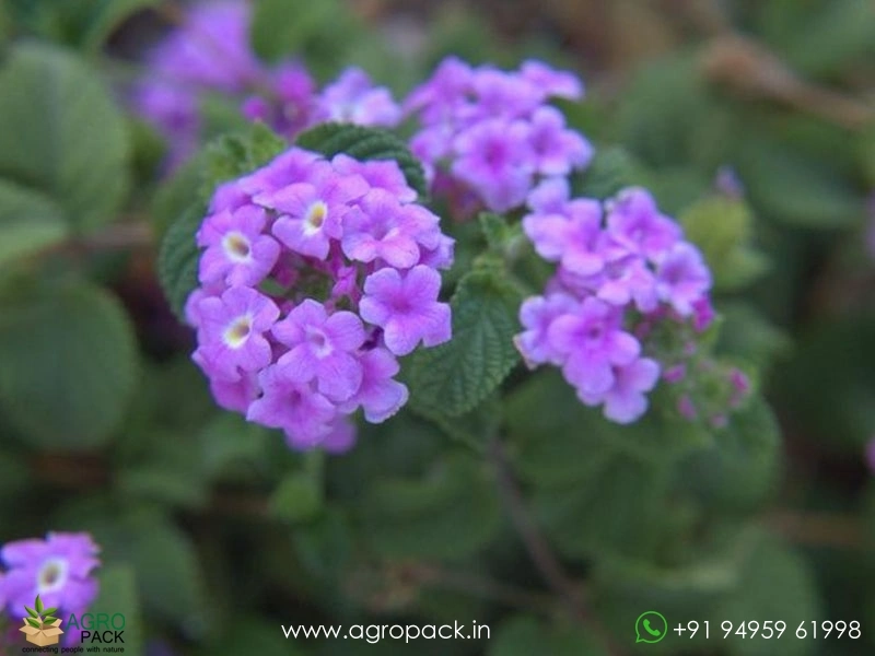 Lantana-Purple2