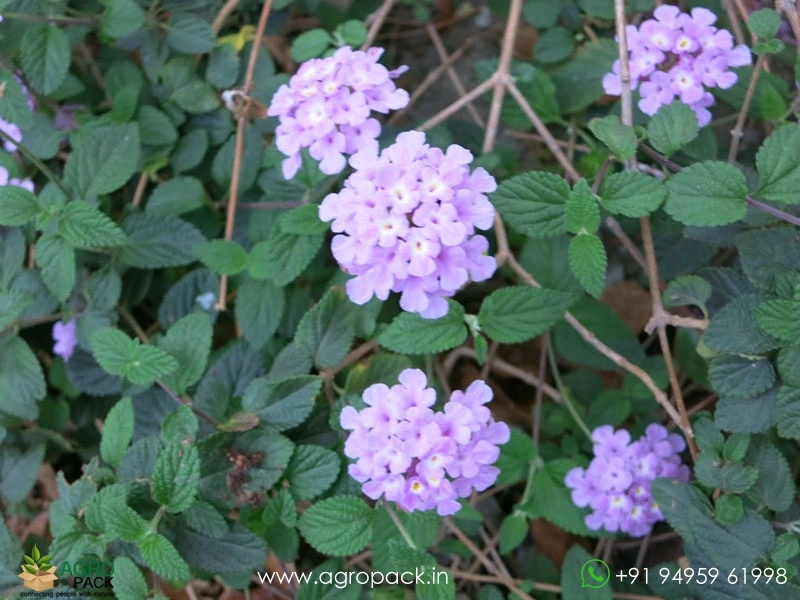 Lantana-Purple3