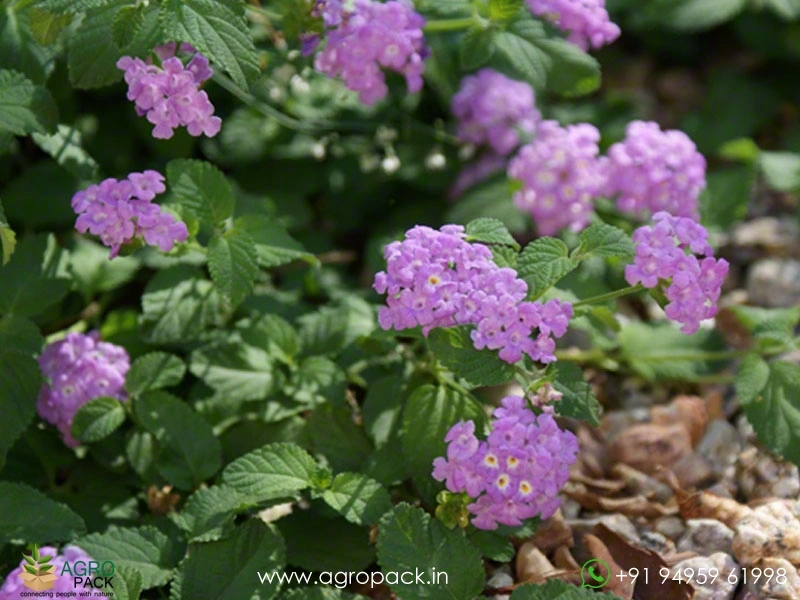 Lantana-Purple4