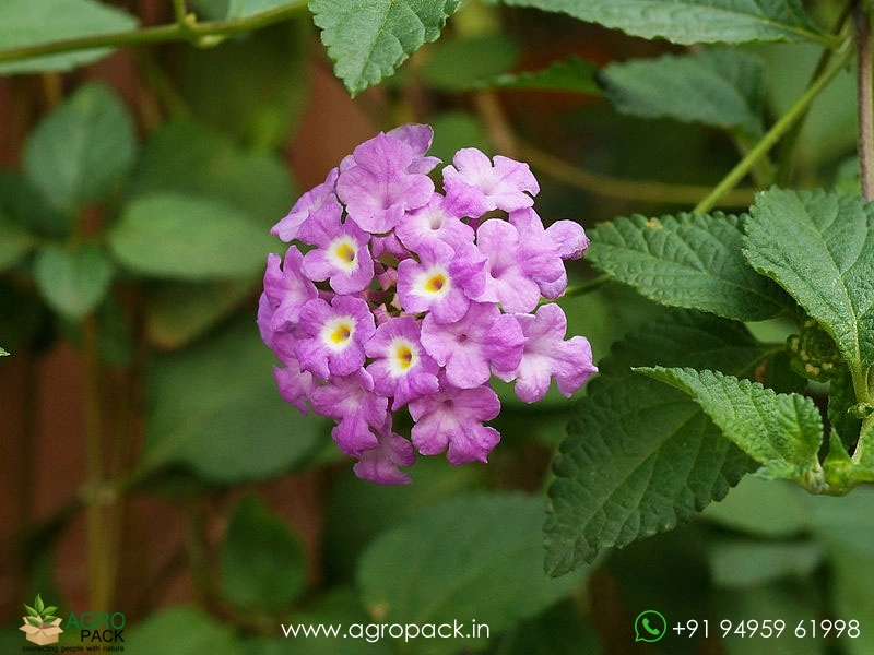 Lantana-Purple5