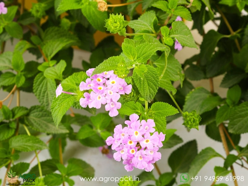 Lantana-Purple6