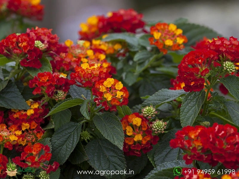 Lantana-Red3