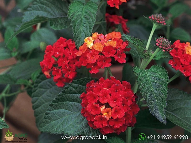 Lantana-Red4