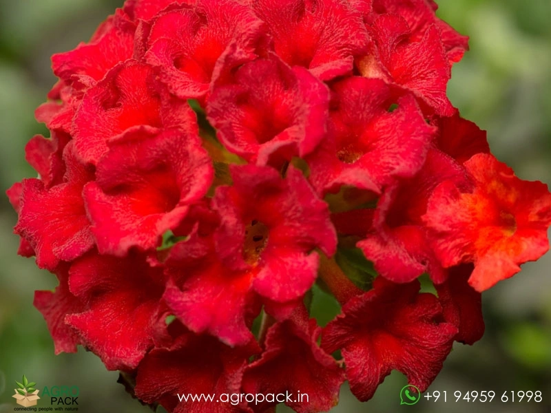 Lantana-Red5
