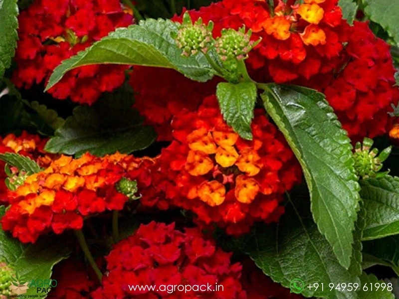 Lantana-Red6