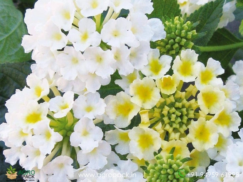 Lantana-White1