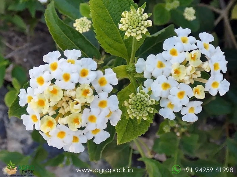Lantana-White2