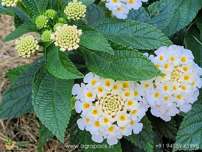 Lantana-White3