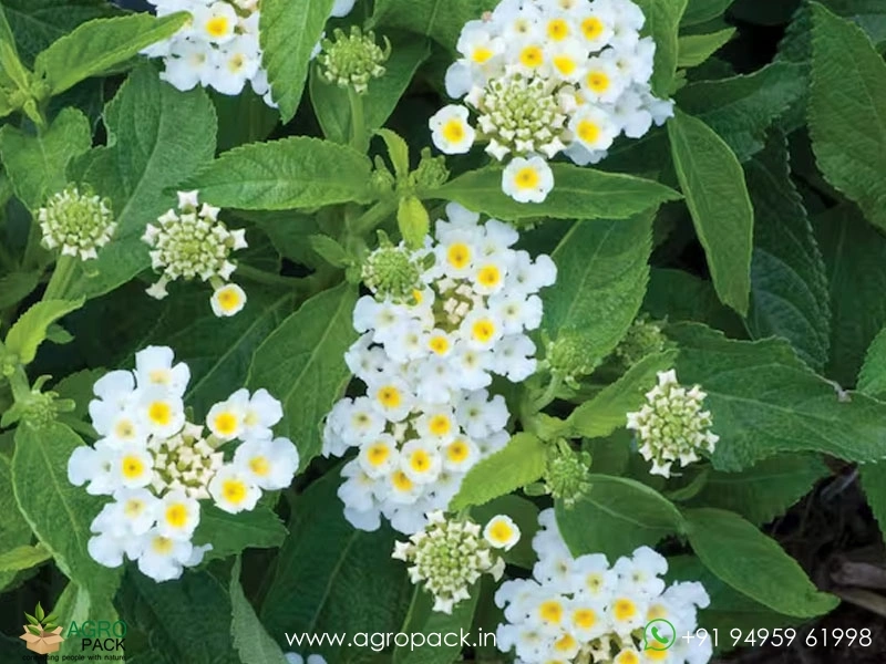 Lantana-White4