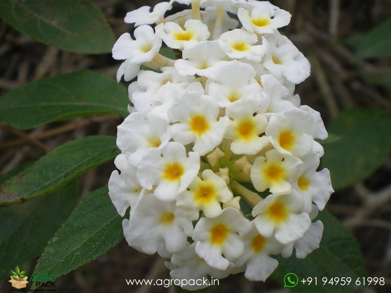 Lantana-White5