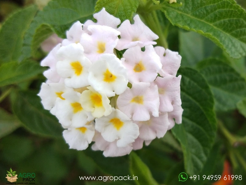 Lantana-White6