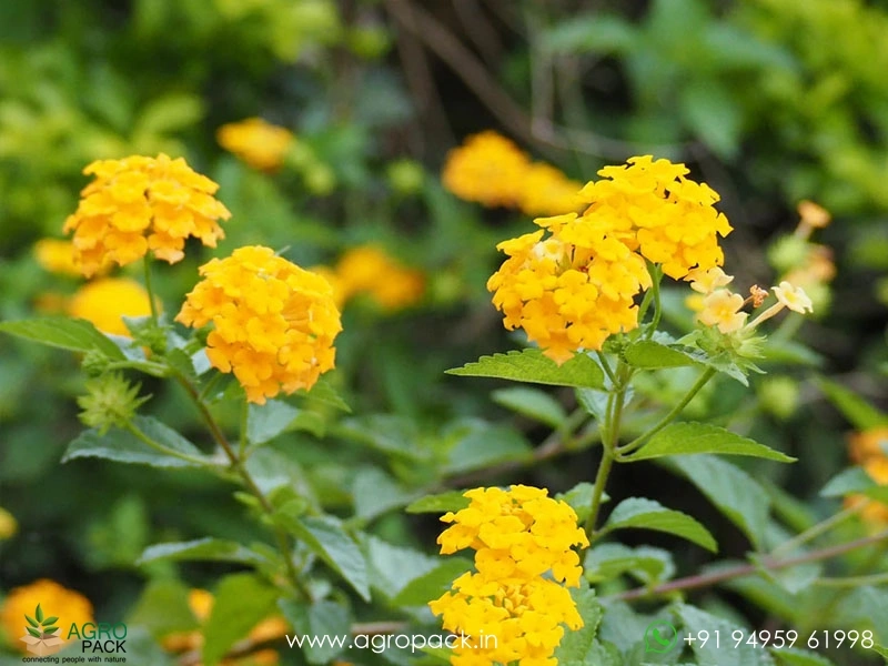 Lantana-Yellow1