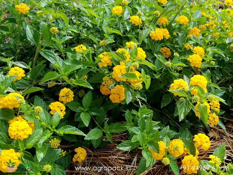 Lantana-Yellow2