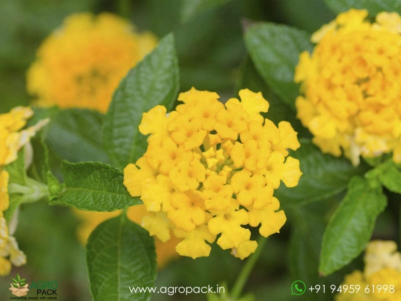 Lantana-Yellow3