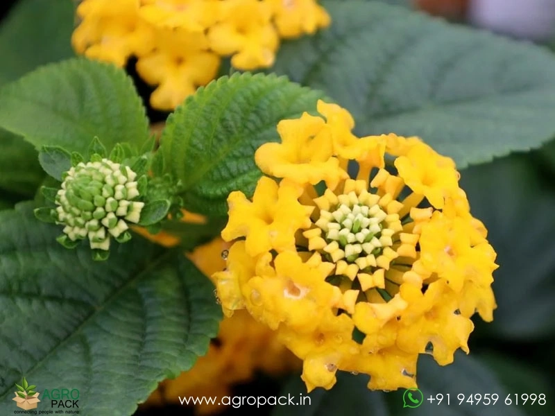 Lantana-Yellow4