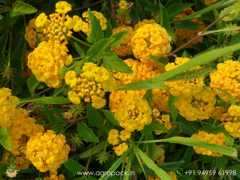 Lantana-Yellow5