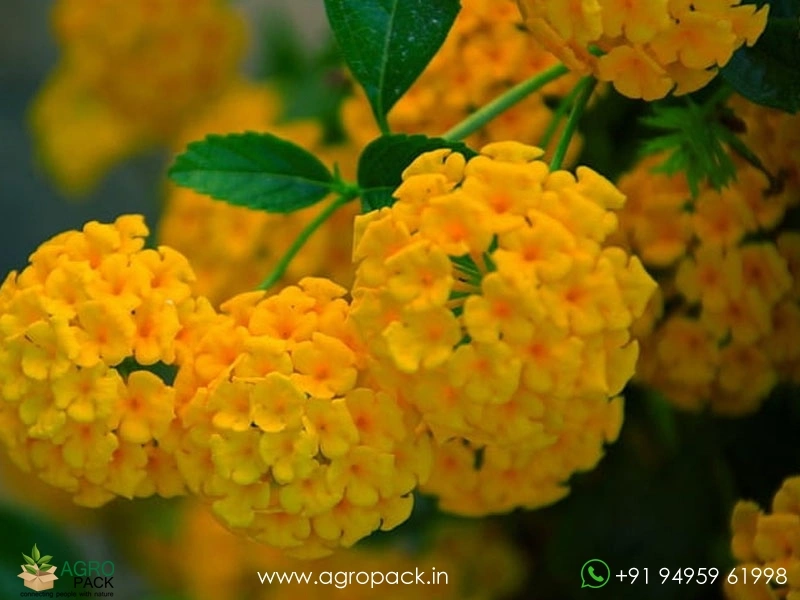 Lantana-Yellow6