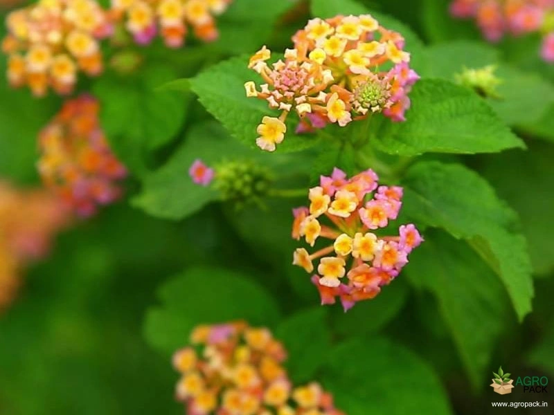 Lantana2