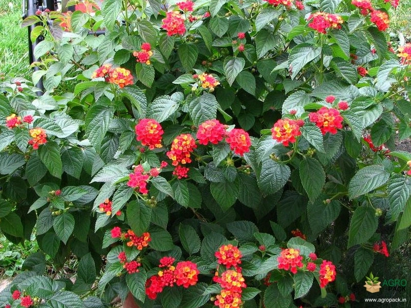 Lantana3