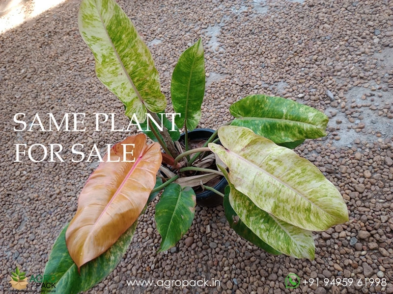 Large-philodendron-orange-marmalade4