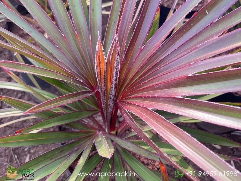 Latania-lontaroides-Red-Latan-Palm2