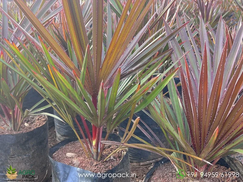 Latania-lontaroides-Red-Latan-Palm3