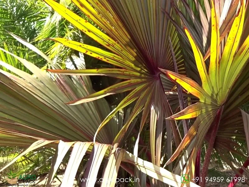 Latania-lontaroides-Red-Latan-Palm4