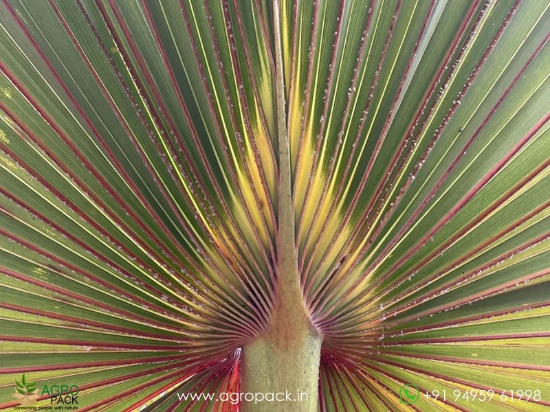 Latania-lontaroides-Red-Latan-Palm5