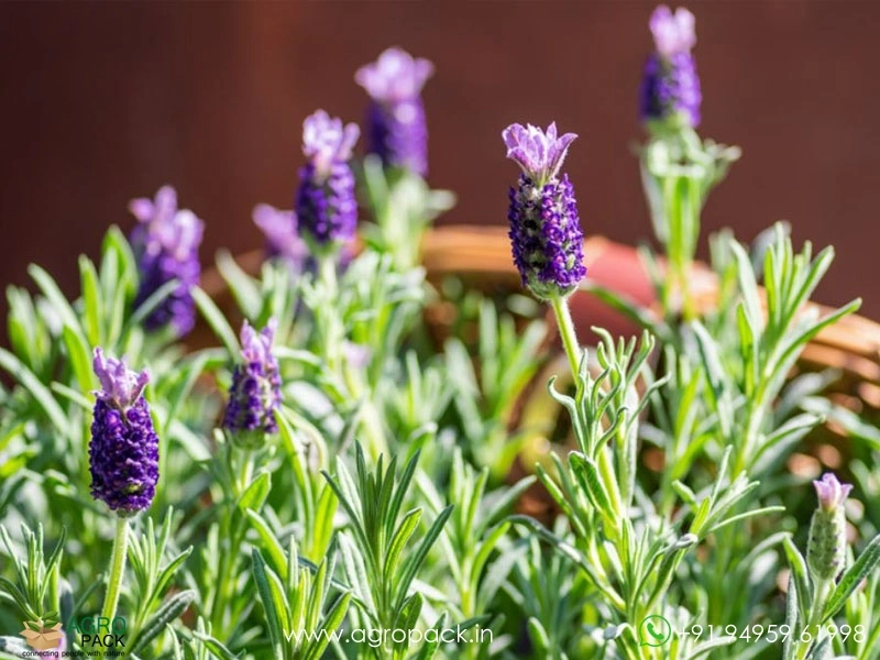 Lavender2