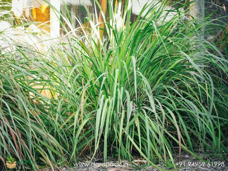Lemon-Grass2