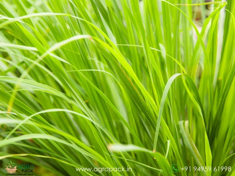 Lemon-Grass3