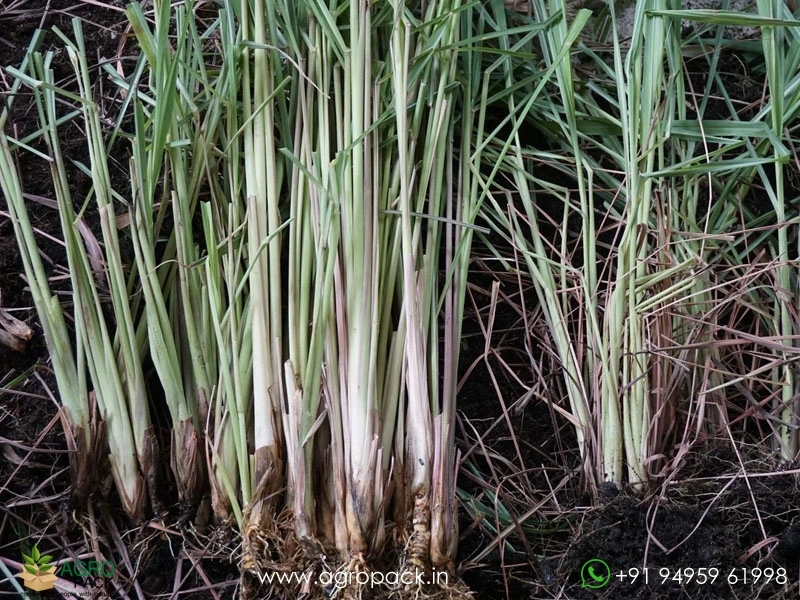 Lemon-Grass4
