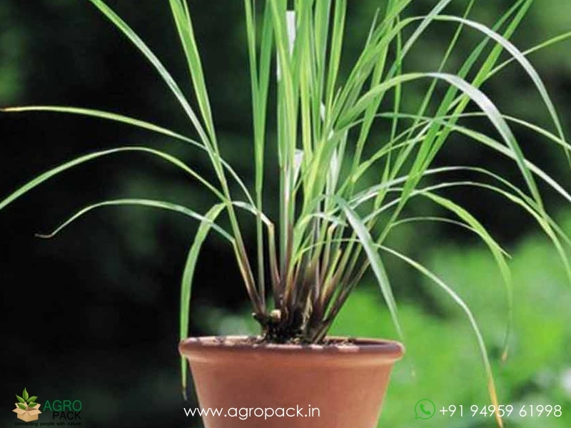 Lemon-Grass5