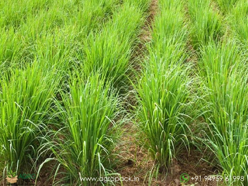 Lemon-Grass6