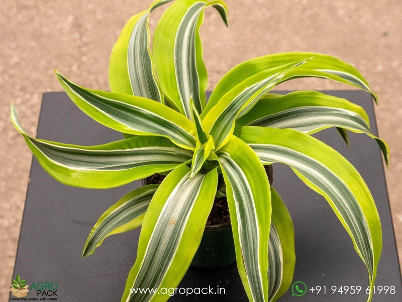Lemon-Surprise-Dracaena1