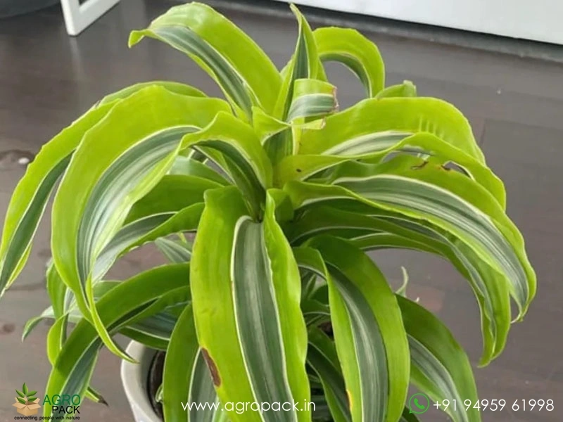 Lemon-Surprise-Dracaena2