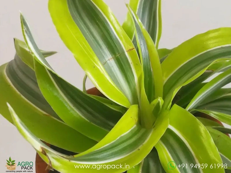 Lemon-Surprise-Dracaena4