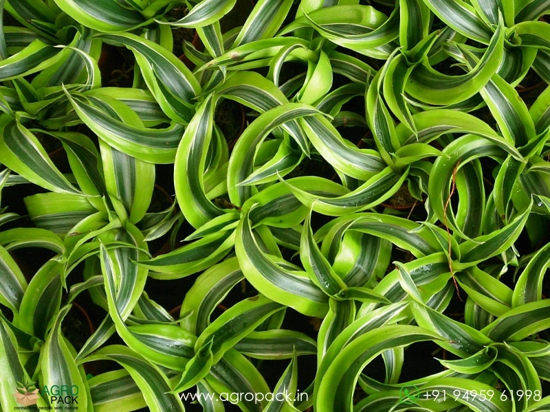 Lemon-Surprise-Dracaena5