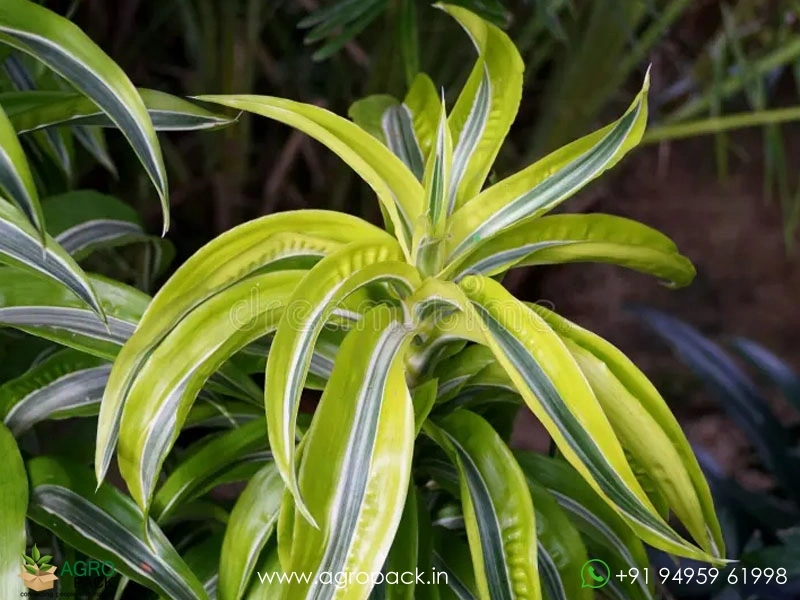 Lemon-Surprise-Dracaena6
