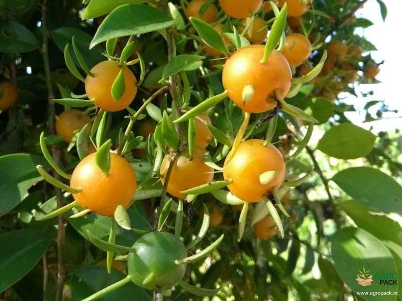 Lemon-Vine2