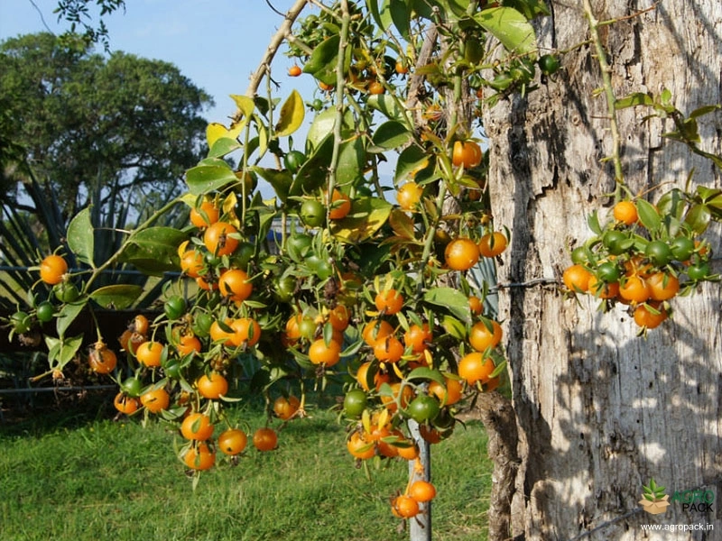 Lemon-Vine4