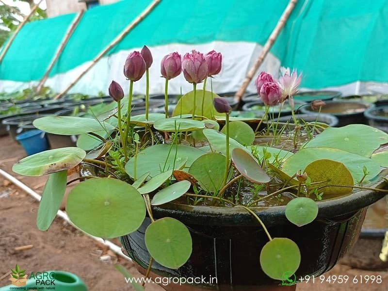 Liangli-Micro-Lotus1