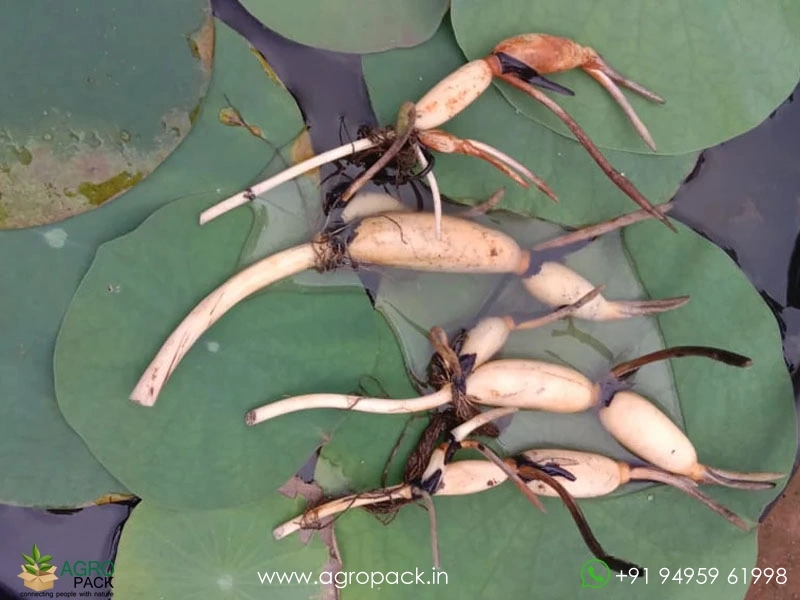 Liangli-Micro-Lotus3