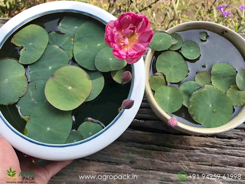 Liangli-Micro-Lotus4