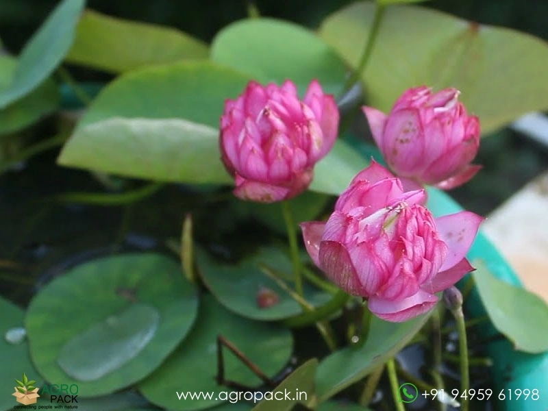 Liangli-Micro-Lotus5