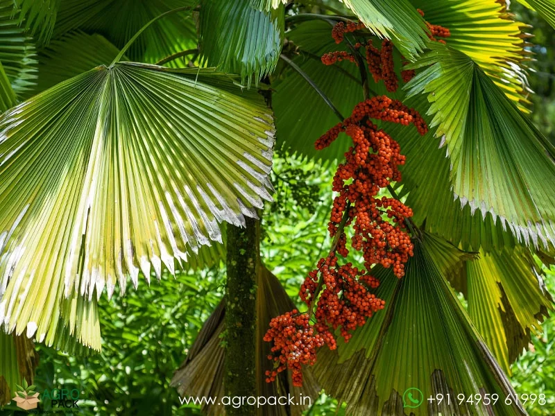 Licuala-grandis-Ruffled-Fan-Palm1