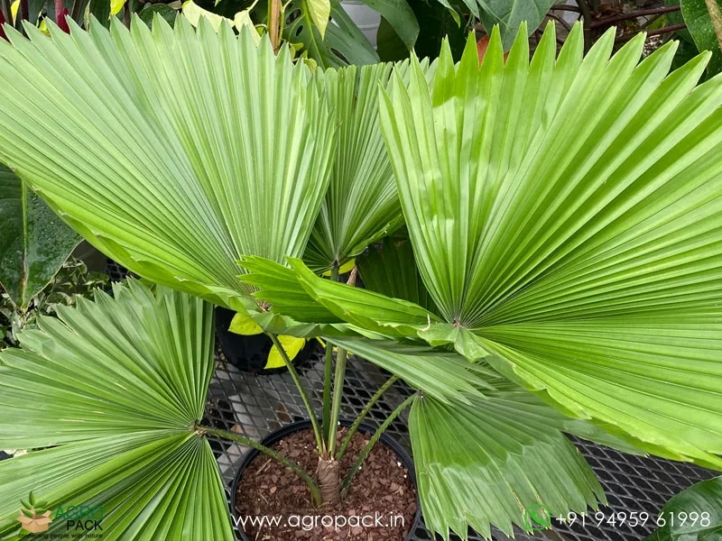 Licuala-grandis-Ruffled-Fan-Palm2